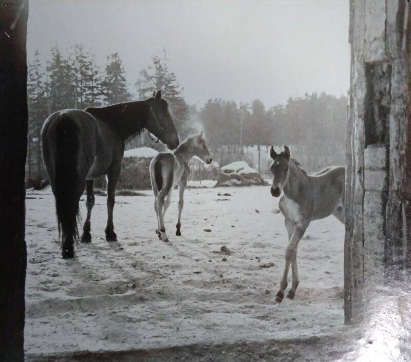 Фотография. Лошадь и два жеребенка зимой (Конзавод № 9)