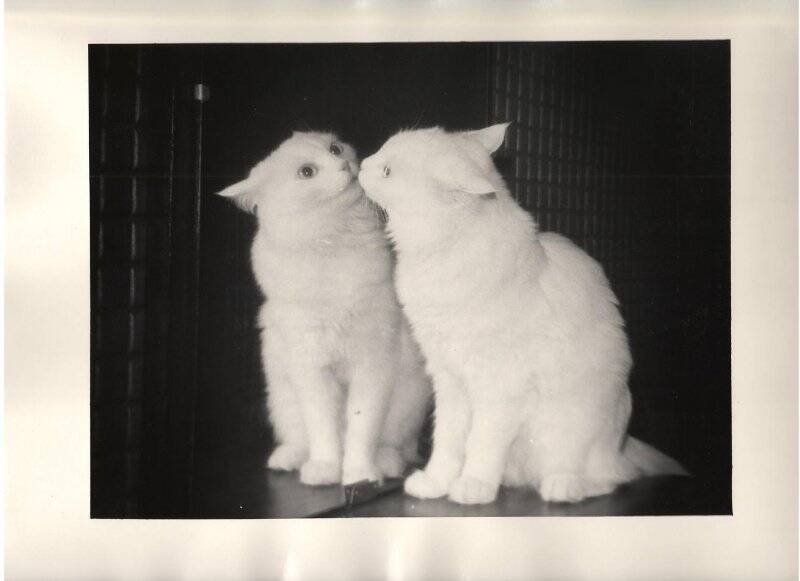 Фотография. Кошка в зеркале. Бердск.