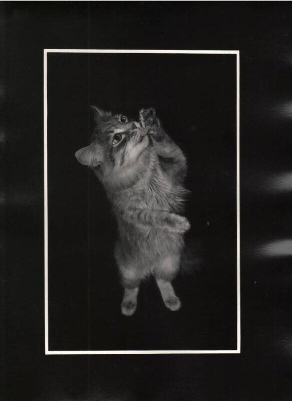 Фотография. Без названия, из серии «Кошка». Бердск.