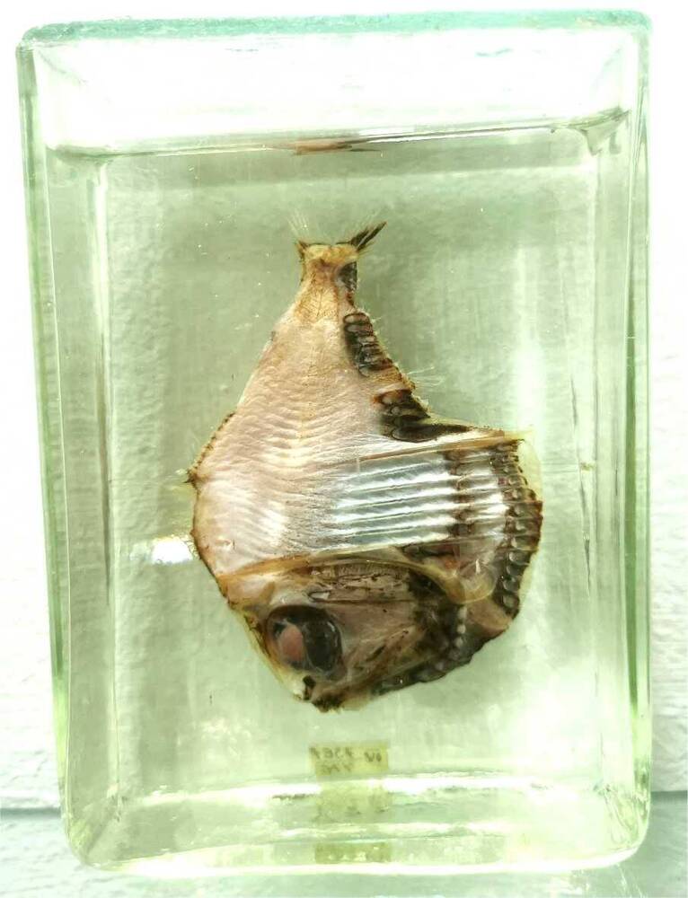 Рыба. Топорик (Argyropelecus sp.)