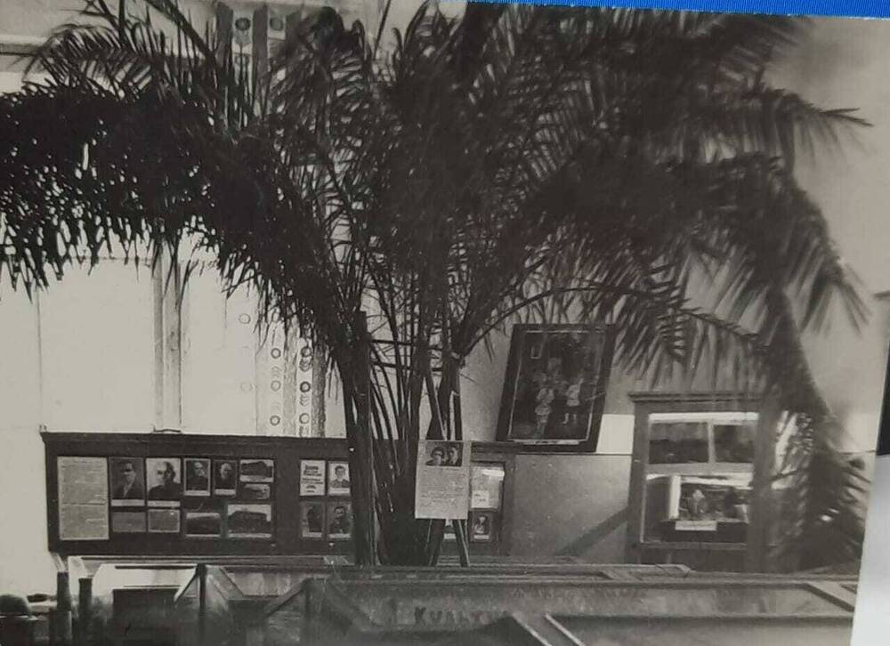 Фотография: Старый музей. Зал с пальмой.1972.г.