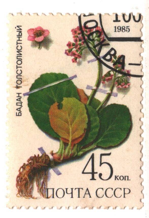 Марка почты СССР - бадан толстовидный из серии «Лекарственные растения Сибири» номиналом 3к.