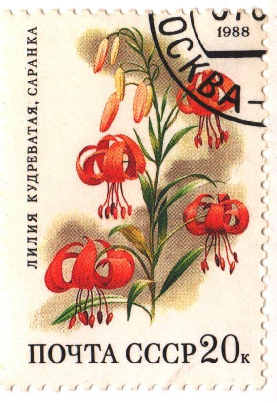 Марка почты СССР лилия кудреватая, саранка из серии «Цветы широколиственных лесов»  номиналом 20 к.
