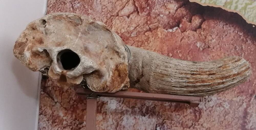 Часть черепа и рог бизона.