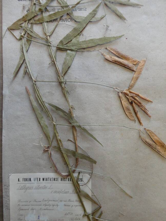 Гербарий. Lathyrus sylvestris. Из основного гербария местной флоры