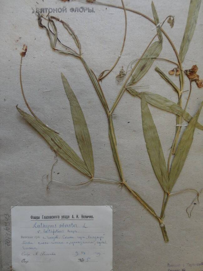 Гербарий. Lathyrus sylvestris. Из основного гербария местной флоры