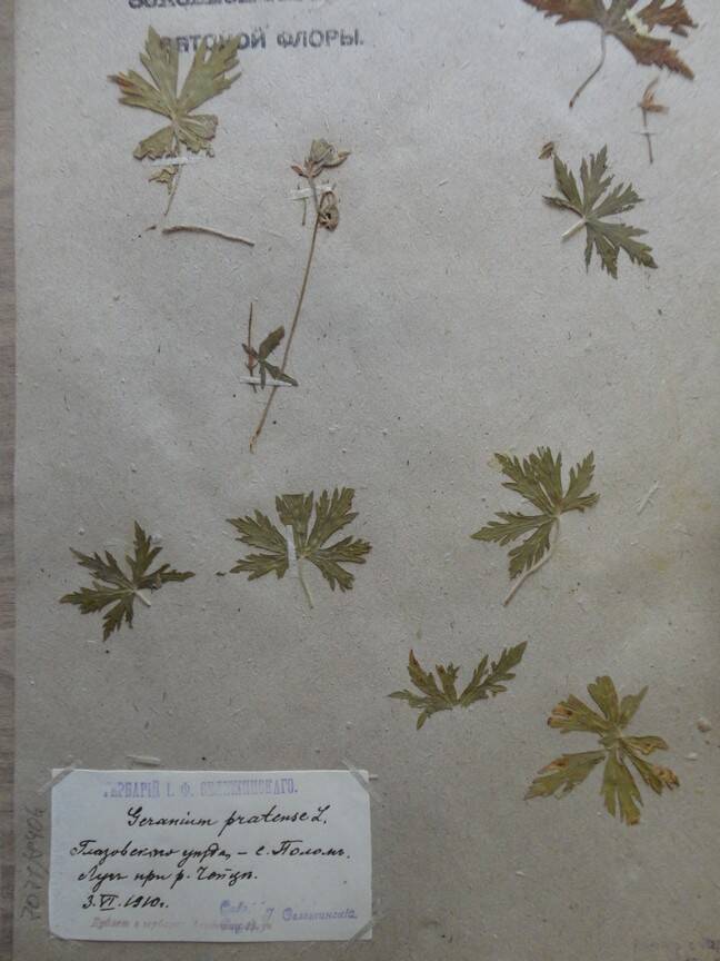 Гербарий. Geranium pratense. Из основного гербария местной флоры