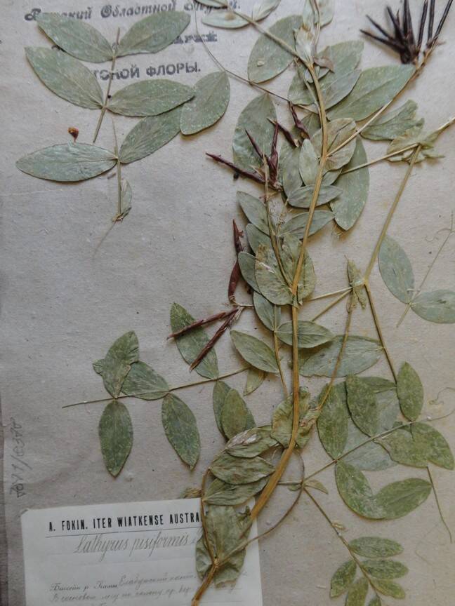 Гербарий. Lathyrus pisiformis. Из основного гербария местной флоры