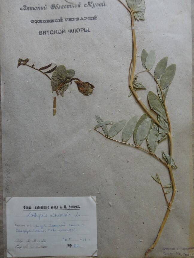 Гербарий. Lathyrus pisiformis. Из основного гербария местной флоры