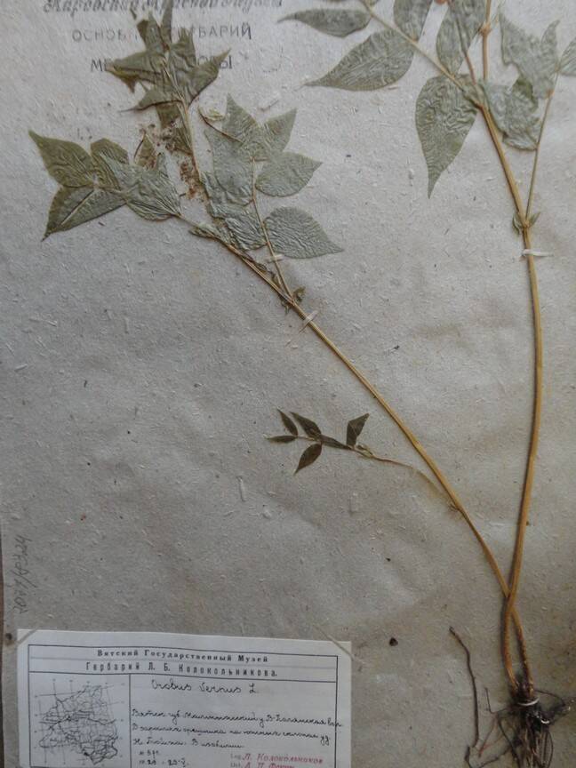 Гербарий. Оrobus vernus. Из основного гербария местной флоры