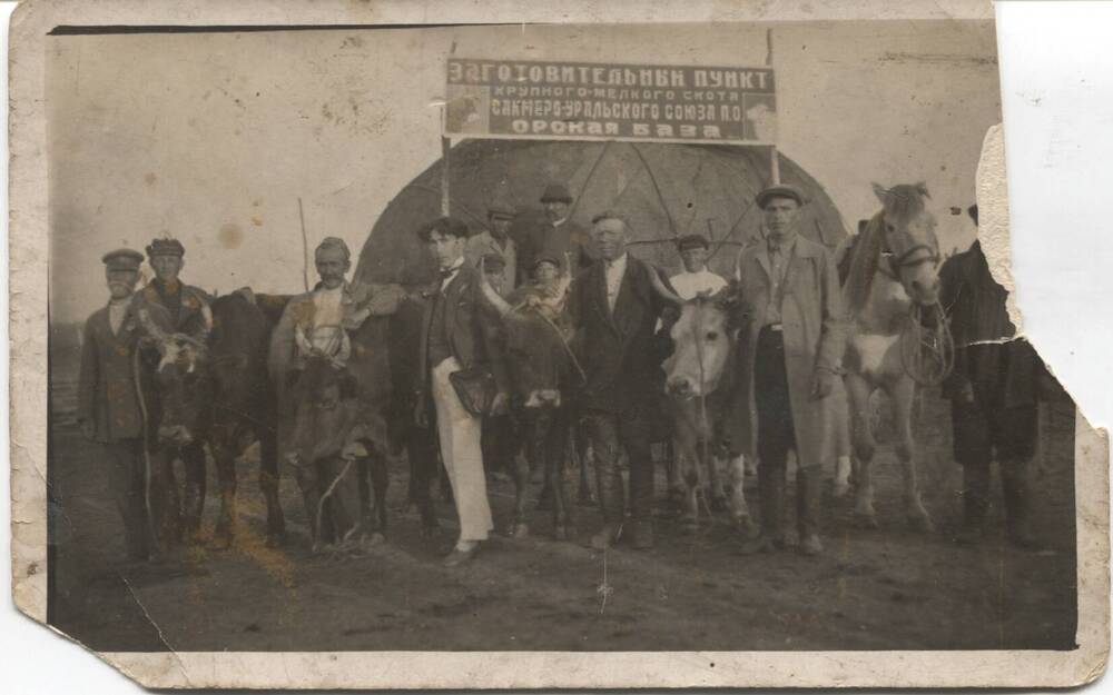 Фотография. Орская ярмарка, 1927г. Заготовительный пункт крупного и мелкого рогатого скота.