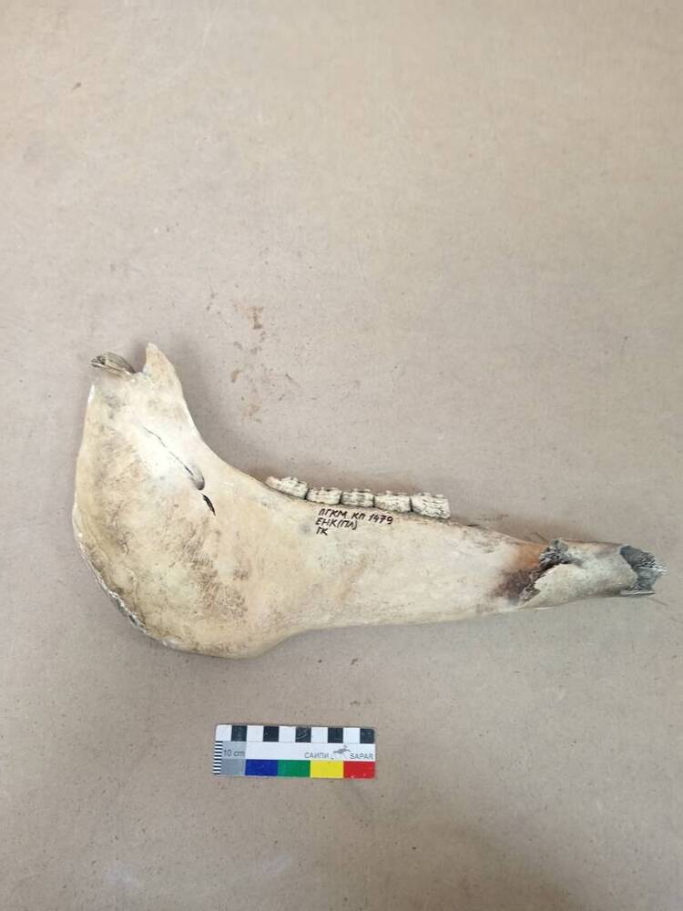 Часть челюсти ископаемой лошади с пятью зубами.