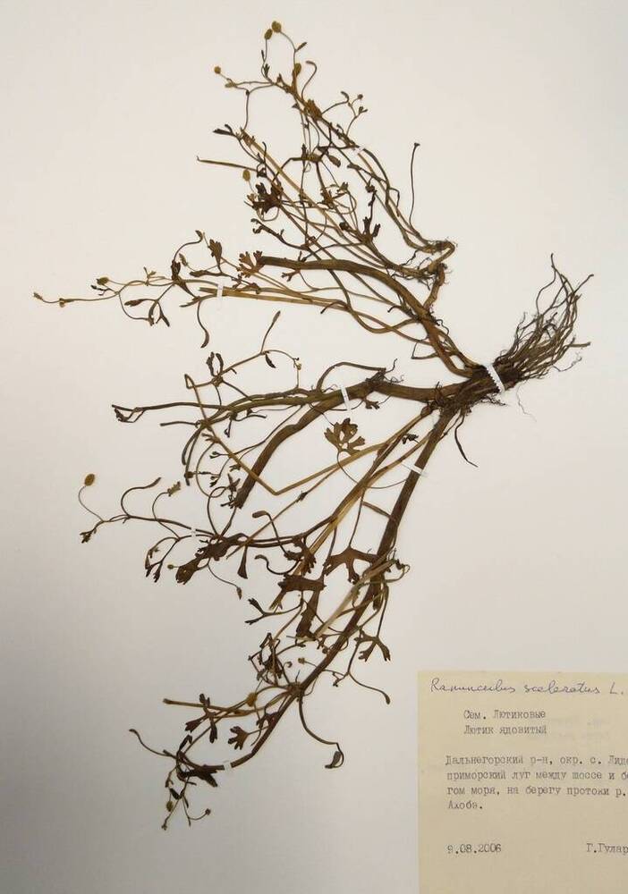 Гербарий Лютик ядовитый (Ranunculus sceleratus L.)