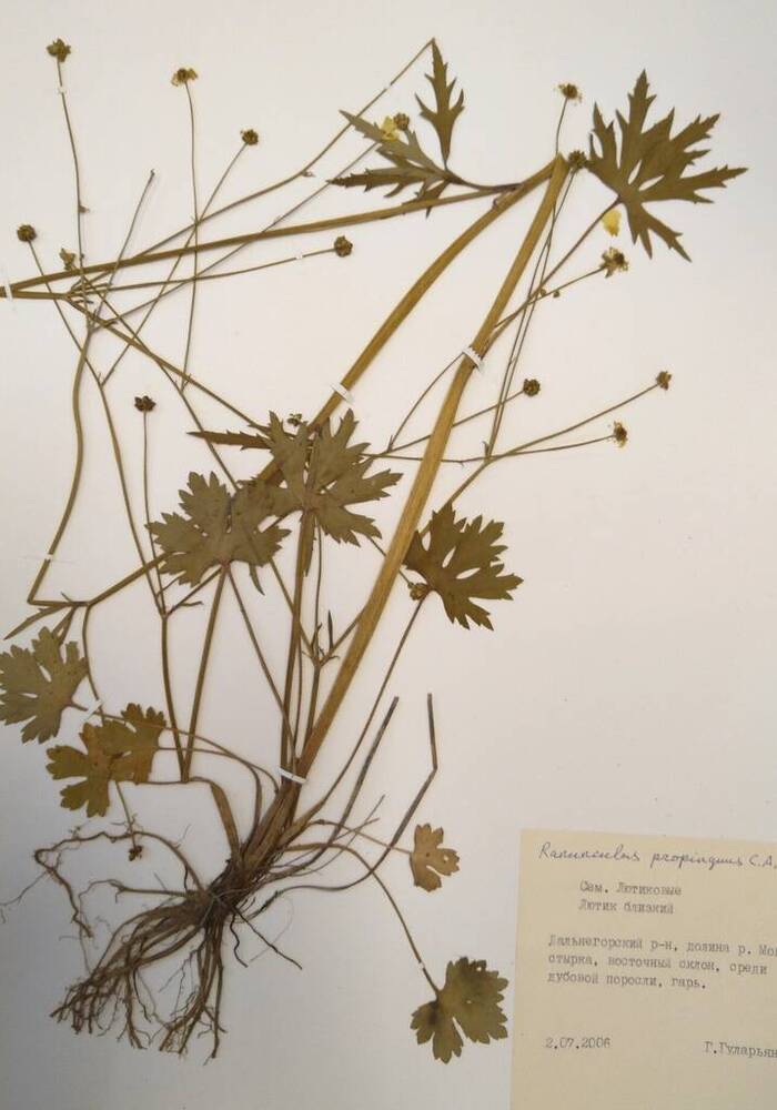 Гербарий Лютик близкий (Ranunculus propinquus C.A. Mey.)
