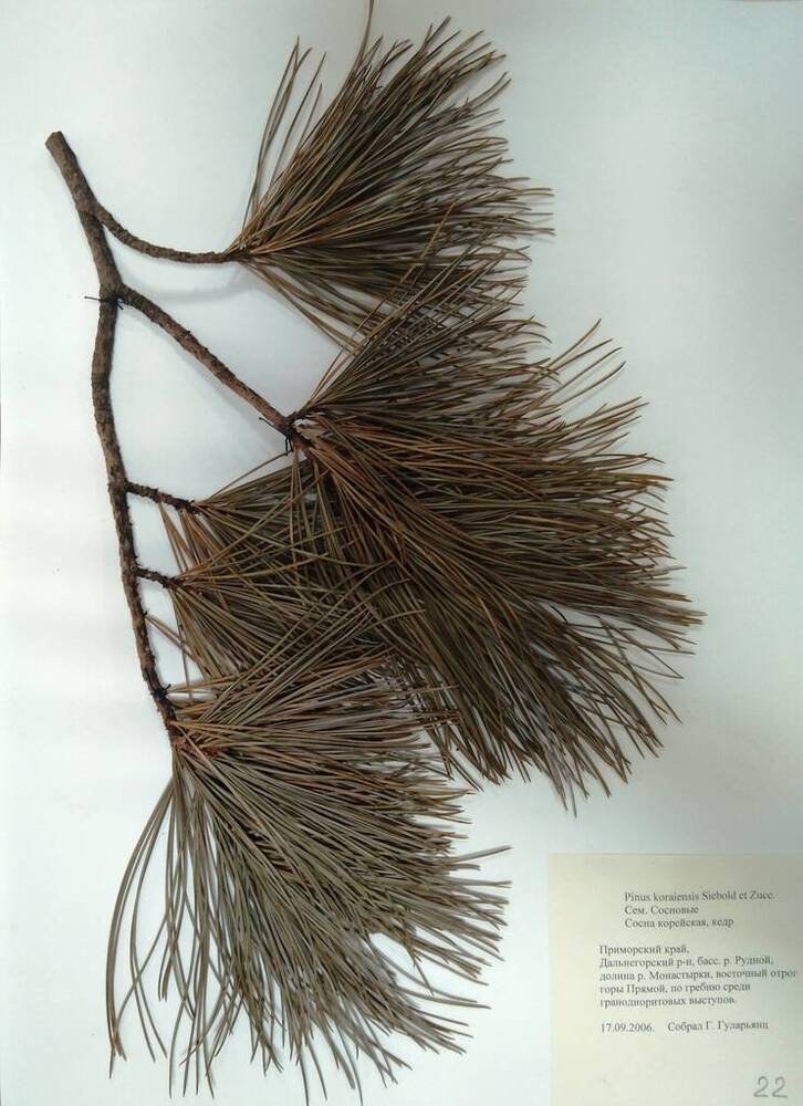 Гербарий Сосна корейская, кедр (Pinus koraiensis Siebold et Zucc.)