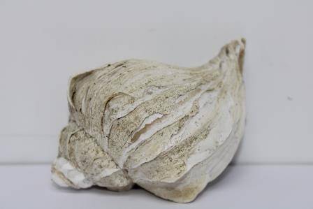 Раковина моллюска Neptunea  Varicifena (Dall)