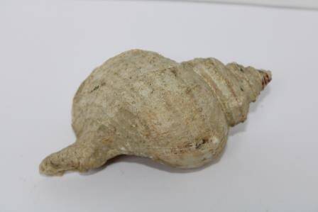 Раковина моллюска Neptunea Satura Var Pjlycostata Skarlato