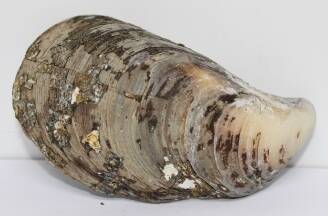 Раковина моллюска Мидия Грея (одна створка)