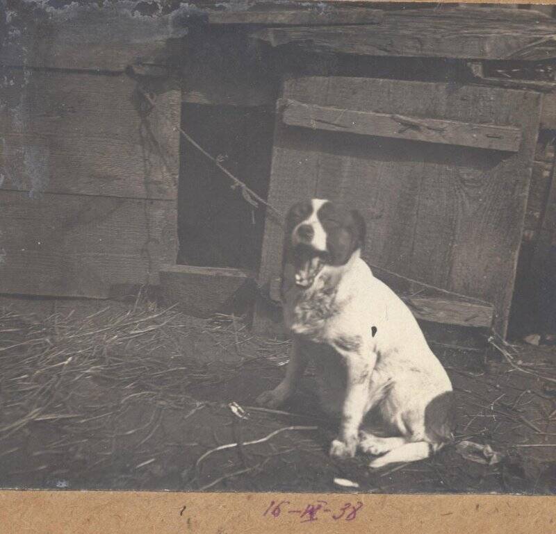 Собака у будки.  16.04.1938, из коллекции типологических фотографий 1938 года