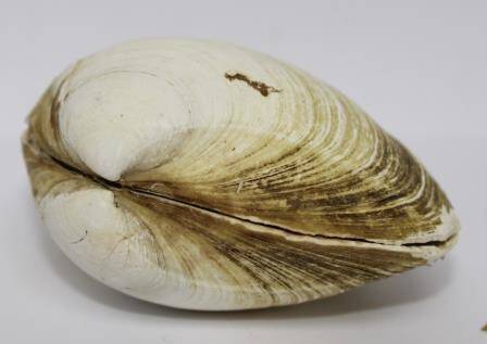Раковина моллюска Callista brevisiphonata (Carpenter)