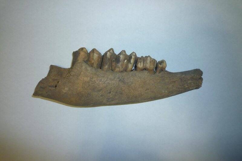Фрагмент челюсти с 4 зубами