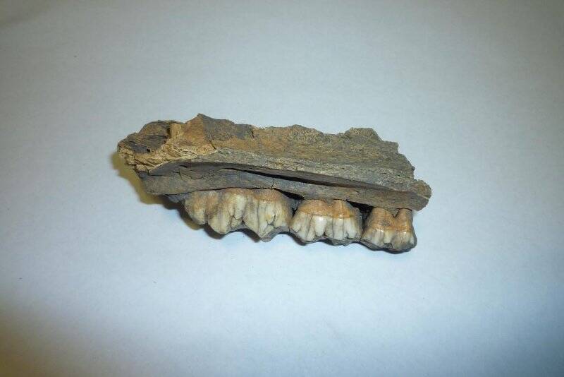 Фрагмент челюсти с 3 зубами