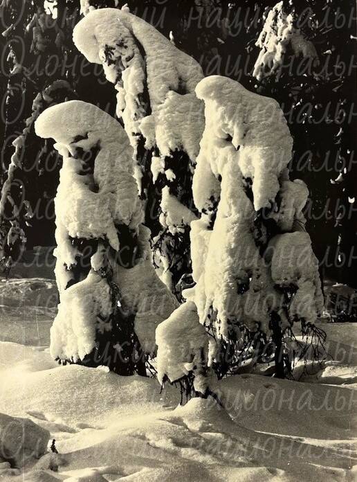 Фото, поклон зиме, автор Казнин В.А., ч/б, 1972 г.
