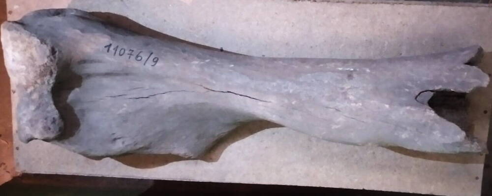Трубчатая кость конечности животного четвертичного периода