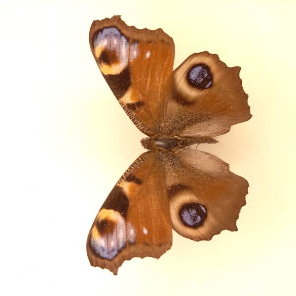 Бабочка. Дневной павлиний глаз