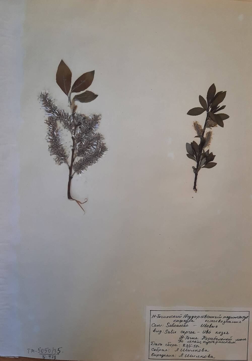 Гербарный лист Ива козья или Бредина - Salix caprea L.