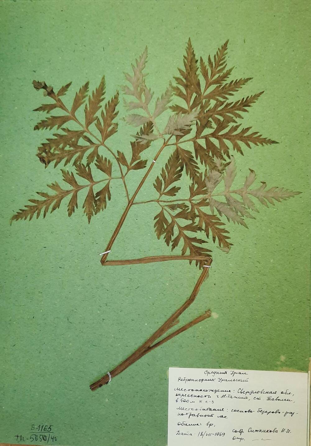 Гербарный лист Реброплодник уральский – Pleurospermum uralense Hoffm.