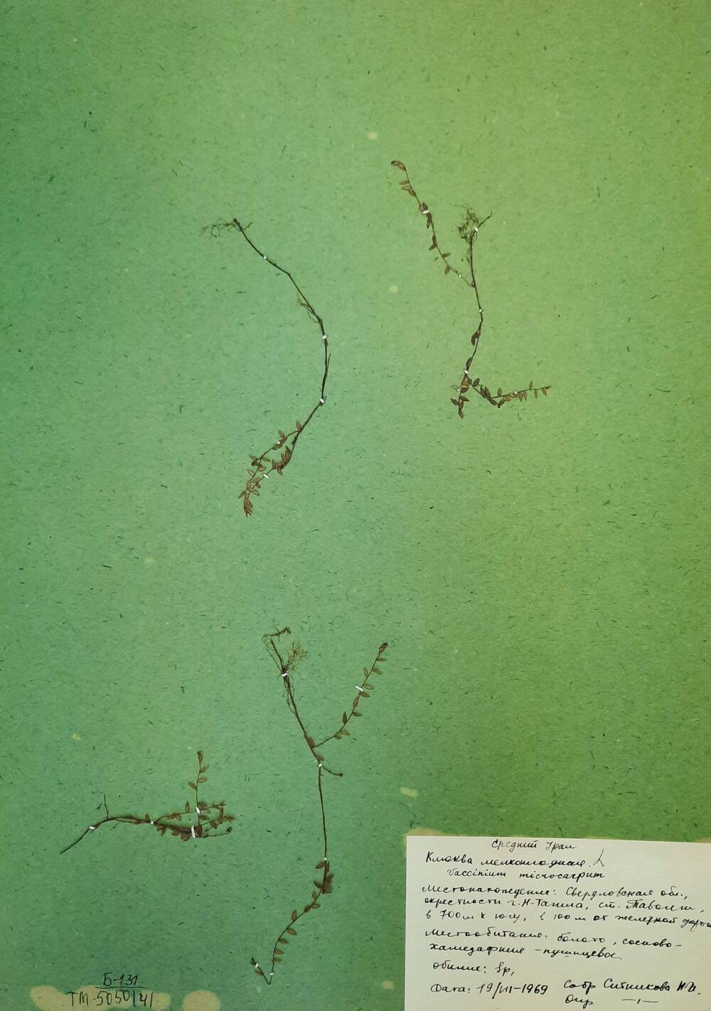 Гербарный лист Клюква мелкоплодная – Oxycoccus microcarpus Turcz. et Rupr.