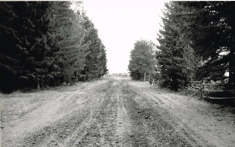 Фотография черно-белая. Вид Сибиряковской дороги, идущей от деревни Щекурья.