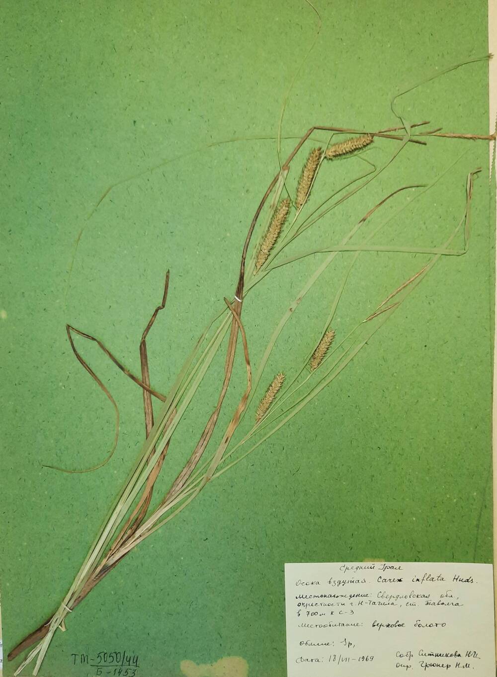 Гербарный лист Осока вздутая - Carex rostrata Stokes (C. inflata auct.)