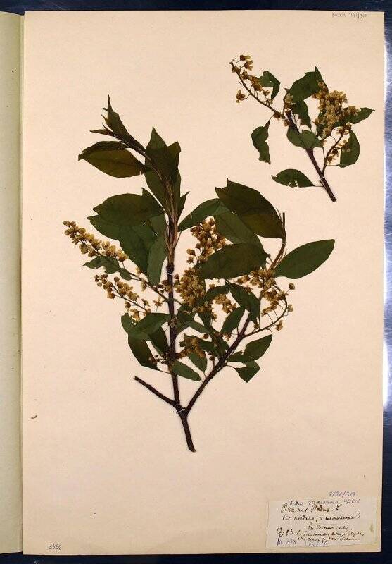 Гербарий. Черёмуха обыкновенная. Prunus padus L., 1753
