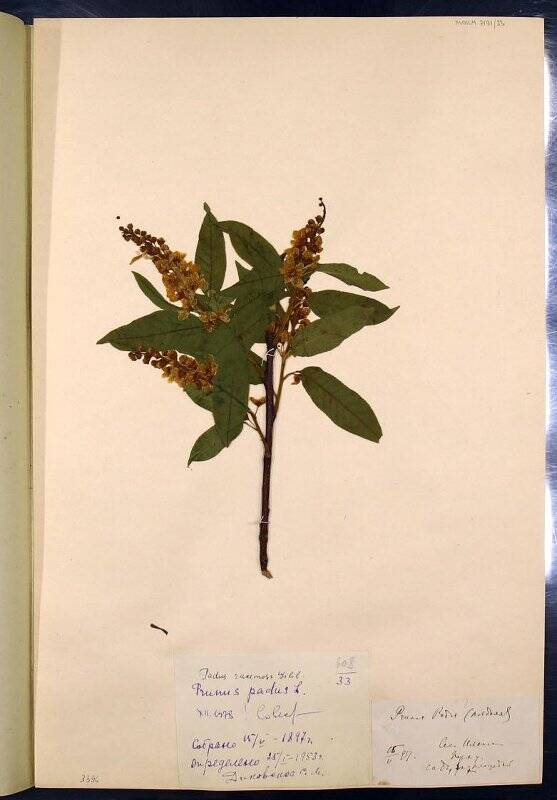 Гербарий. Черёмуха обыкновенная. Prunus padus L., 1753