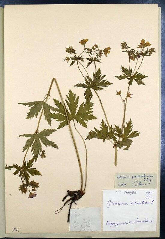 Гербарий. Герань лесная. Geranium sylvaticum L. (1753)