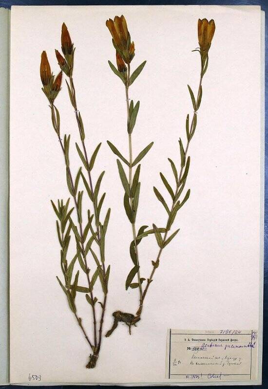 Гербарий. Горечавка лёгочная. Gentiana pneumonanthe L.