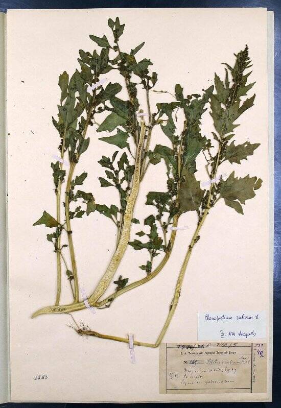 Гербарий. Марь красная. Chenopodium rubrum L.