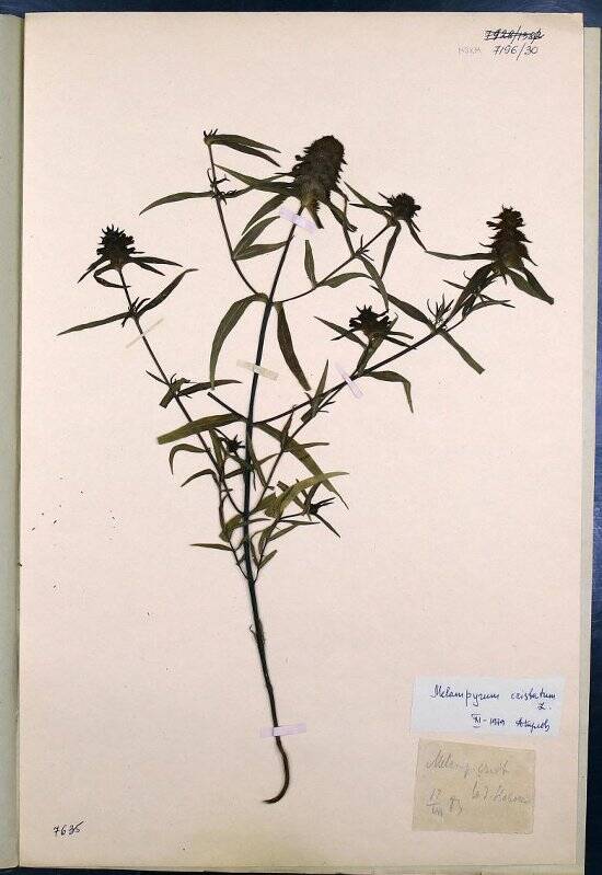 Гербарий. Марьяник гребенчатый. Melampyrum cristatum L., (1753)