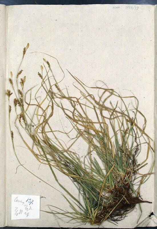 Гербарий. Осока. Carex L. (1753)