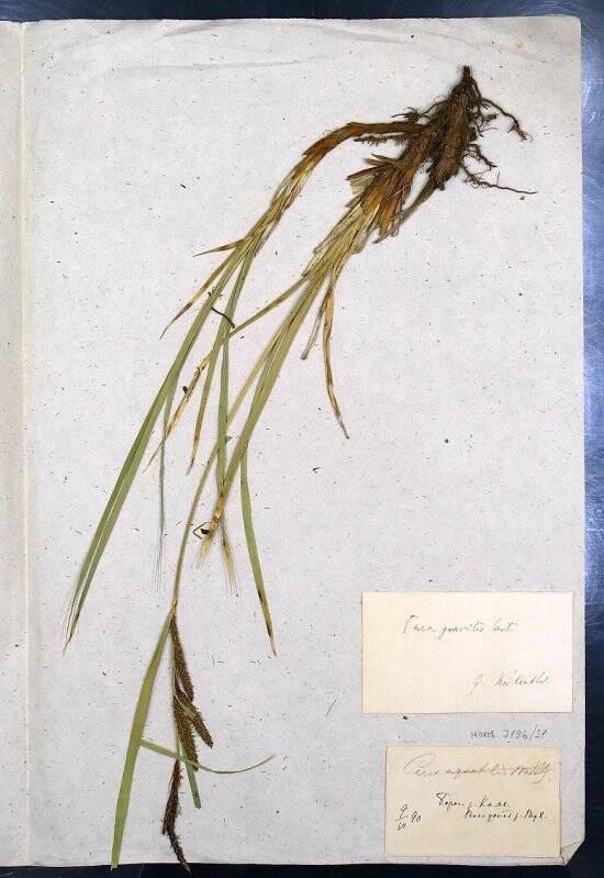 Гербарий. Осока острая. Carex acuta L., 1753