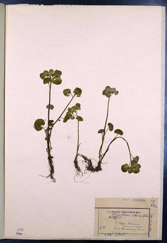 Гербарий. Селезёночник очерёднолистный. Chrysosplenium alternifolium L., 1753