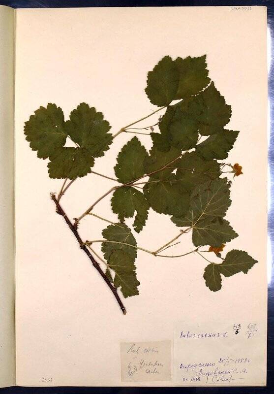 Гербарий. Ежевика сизая. Rubus caesius L., 1753