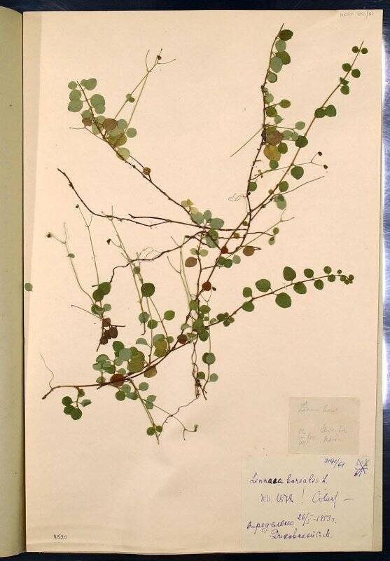 Гербарий. Линнея северная. Linnaea borealis L. (1753)