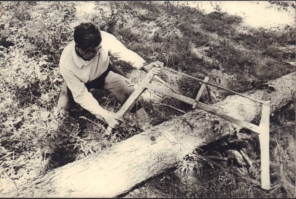 Фотография раскряжовки леса лучковой пилой в 30-е годы. Снимок 1980 года.