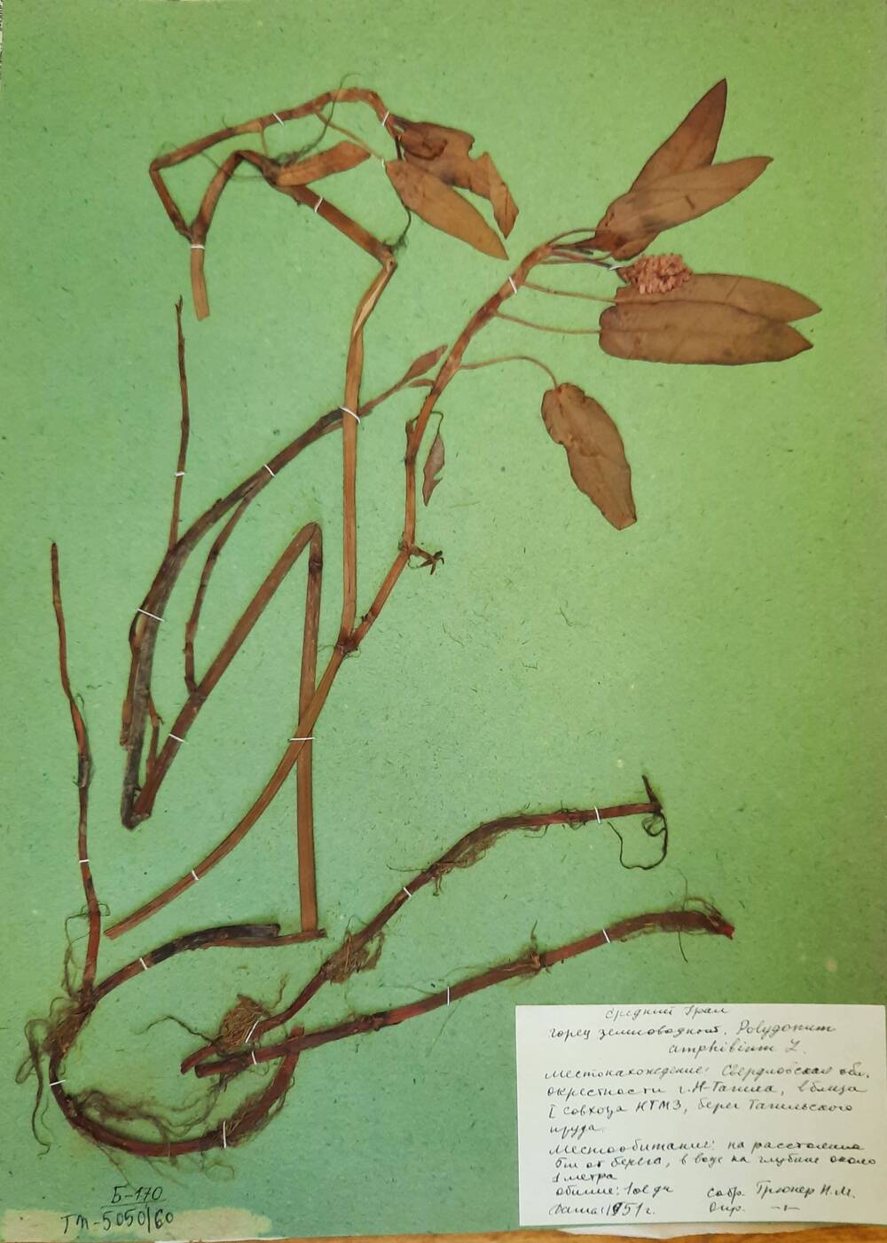 Гербарный лист  Горец земноводный - Polygonum amphibium L. (Persicaria amphibia (l.) S. F. Gray)