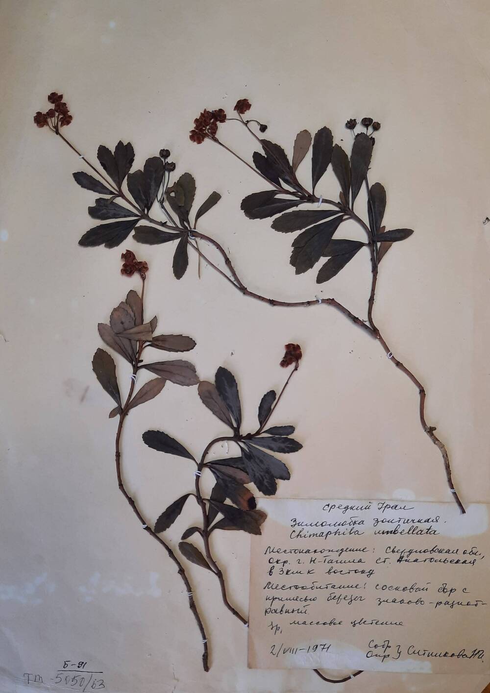 Гербарный лист  Зимолюбка зонтичная – Chimaphila umbellata (L.)