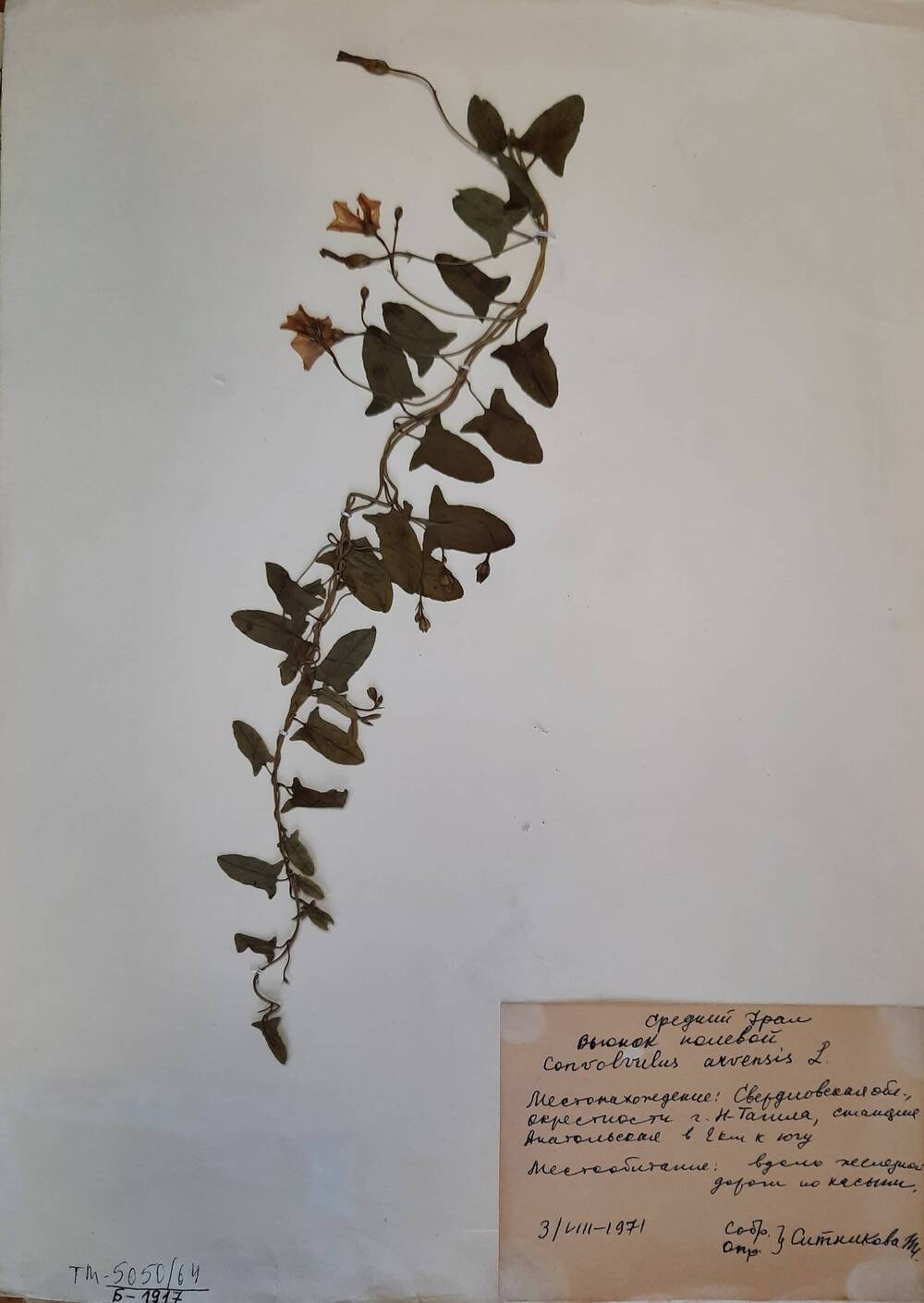 Гербарный лист Вьюнок полевой - Convolvulus arvensis L.