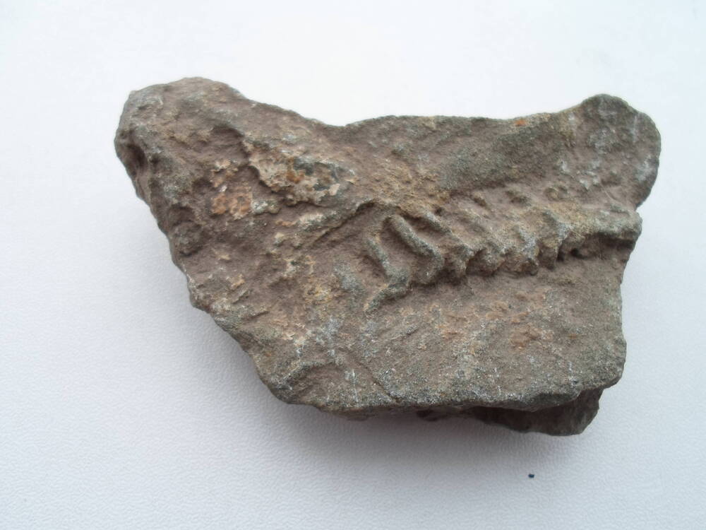 Фрагмент камня с остатками окаменевшего моллюска
